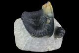 Zlichovaspis Trilobite With Reedops - Multi-Toned Shell #125231-1